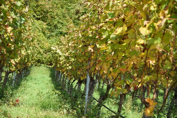 Winogrona Regionu Uprawy Winorośli Nad Dunajem Szczegółowo Sfotografowane — Zdjęcie stockowe