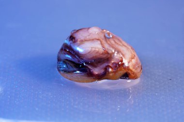 Su damlaları, higspeed flaş ve damlatıcılarla stüdyoda fotoğraflandı.                  