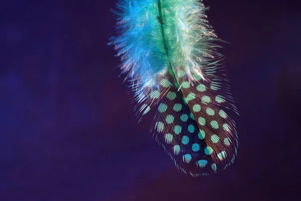 Kolorowe Pióro Ptaka Sfotografowane Przez Nieznanego Ptaka Studio Lampą Błyskową — Zdjęcie stockowe