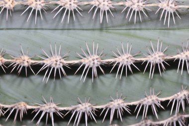Renkli arkaplanlar en iyi fotoğraf kalitesinde duvar kağıdı olarak da kullanılabilir