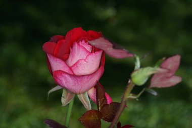 Renkli arkaplanlar en iyi fotoğraf kalitesinde duvar kağıdı olarak da kullanılabilir