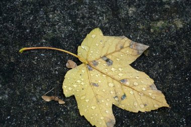 Renkli arkaplanlar en iyi fotoğraf kalitesinde duvar kağıdı olarak da kullanılabilir