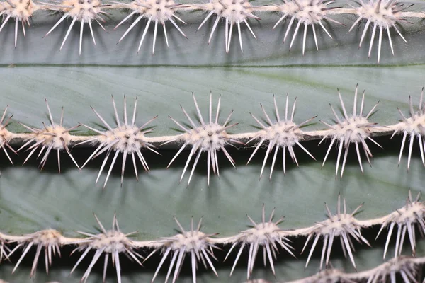 Kleurrijke Achtergronden Kunnen Ook Worden Gebruikt Als Wallpapers Beste Fotokwaliteit — Stockfoto