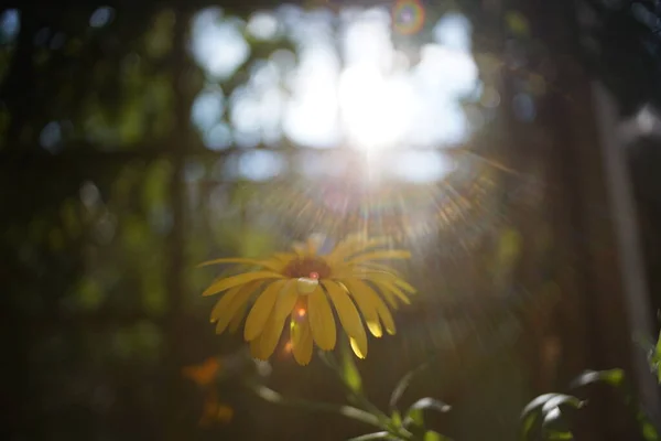 Kleurrijke Achtergronden Kunnen Ook Worden Gebruikt Als Wallpapers Beste Fotokwaliteit — Stockfoto