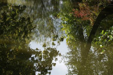 Baharda Bavyera Ormanı 'nda bir dere