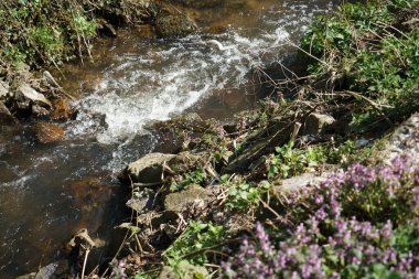 Baharda Bavyera Ormanı 'nda bir dere