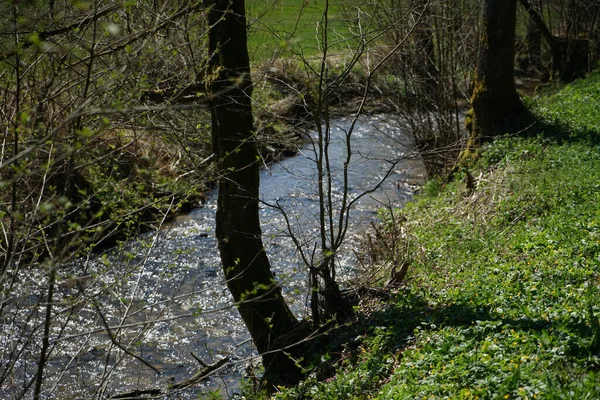 Ruisseau Dans Forêt Bavaroise Printemps — Photo