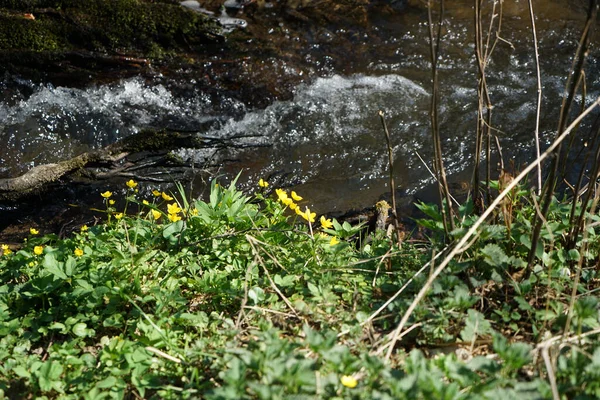 Riacho Floresta Baviera Primavera — Fotografia de Stock