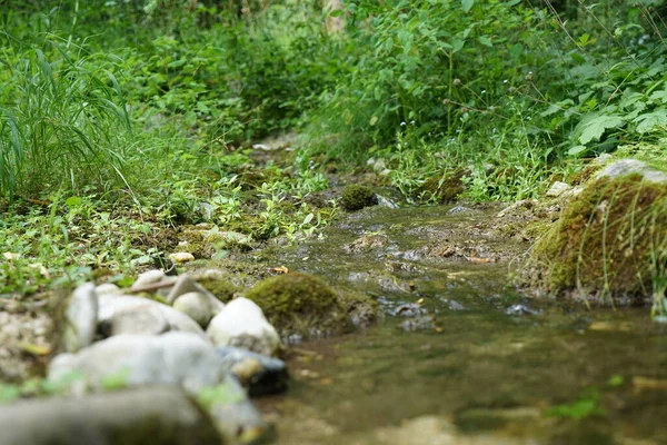 Een Beekje Het Beierse Woud Het Voorjaar — Stockfoto