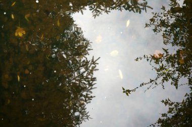 Baharda Bavyera Ormanı 'nda bir dere
