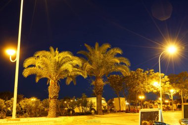 Palmiye ağaçları güney ülkelerindeki günlük şehir hayatının bir parçasıdır.