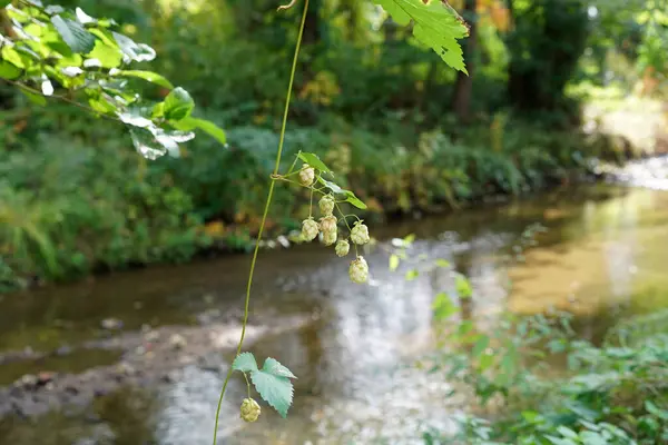 Een Beekje Het Beierse Woud Het Voorjaar — Stockfoto