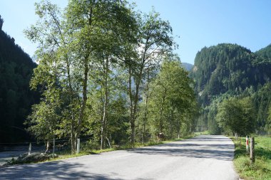 Baharda Bavyera Ormanı 'nda yürüyüş patikaları