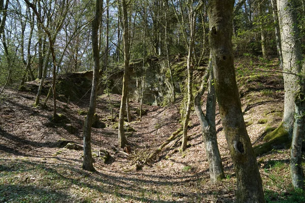 Vandringsleder Den Bayerska Skogen Våren — Stockfoto