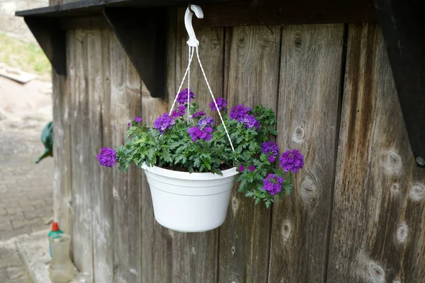 Geraniums Petunias Easy Care Plants Particularly Suitable Potted Plants Beautify — Stock Photo, Image