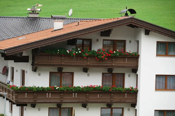 Geranios Petunias Son Plantas Fácil Cuidado Son Particularmente Adecuados Como — Foto de Stock