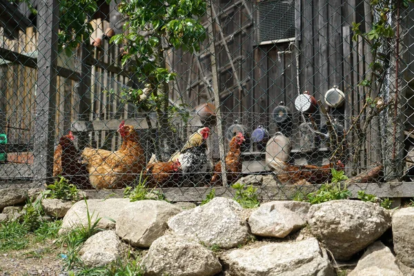 Des Poulets Heureux Qui Sont Conservés Manière Appropriée Dans Zone — Photo