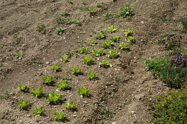 Kleiner Garten Bayern Sorgfältig Gepflegt — Stockfoto