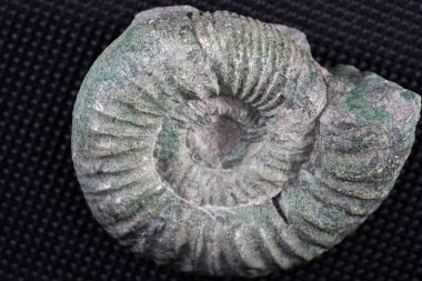 Ammonoidea, Stüdyoda fotoğraflanan nesli tükenmiş bir sefalopod alt grubu.