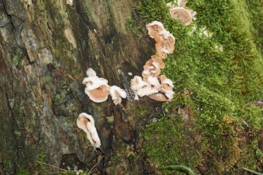 Hala ölmemiş çok eski bir oyuk ağaç. Baharda fotoğraflanmış.