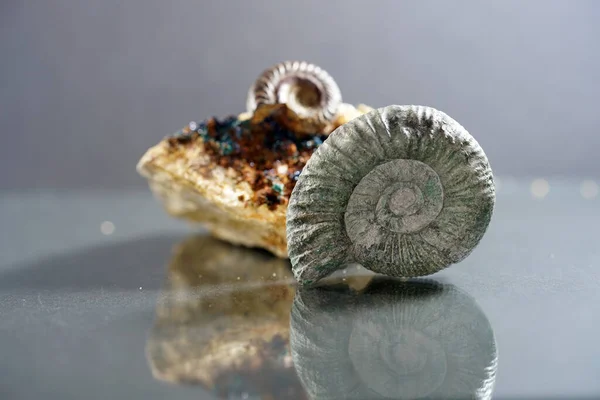 Ammonites Ammonoidea Extinct Subgroup Cephalopods Photographed Studio — Stock Photo, Image