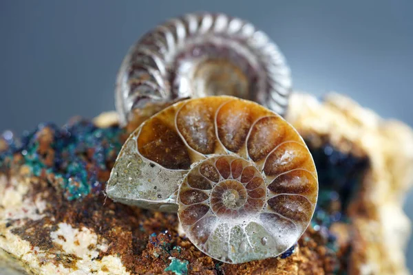 Ammonites Ammonoidea Extinct Subgroup Cephalopods Photographed Studio — Stock Photo, Image