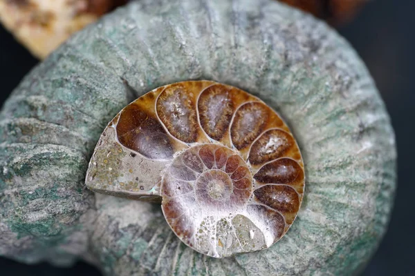 Les Ammonites Ammonoidea Sont Sous Groupe Éteint Céphalopodes Photographiés Studio — Photo