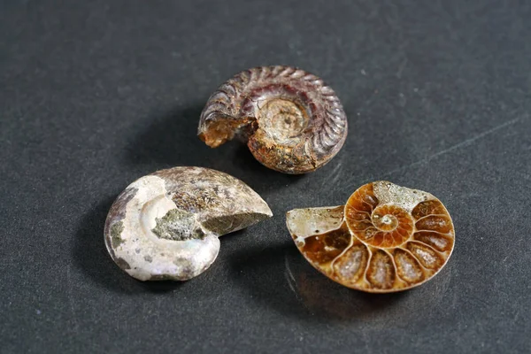 Ammonites Ammonoidea Extinct Subgroup Cephalopods Photographed Studio — Stock Photo, Image