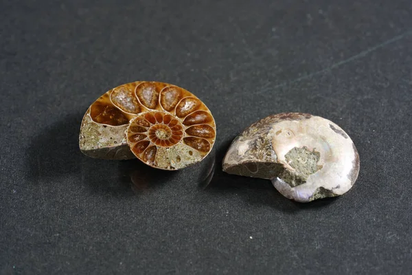 Ammonites Ammonoidea Extinct Subgroup Cephalopods Photographed Studio — Stock Photo, Image