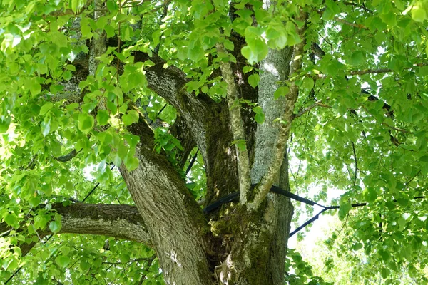 Très Vieil Arbre Creusé Qui Est Toujours Pas Mort Photographié — Photo