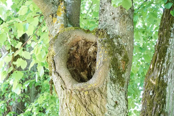 Árbol Hueco Muy Viejo Que Aún Muerto Fotografiado Primavera — Foto de Stock