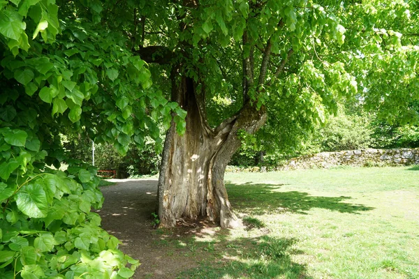 Albero Scavato Molto Vecchio Che Non Ancora Morto Fotografato Primavera — Foto Stock