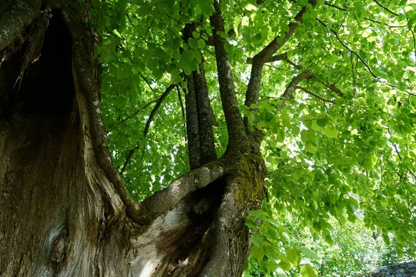 Árbol Hueco Muy Viejo Que Aún Muerto Fotografiado Primavera —  Fotos de Stock