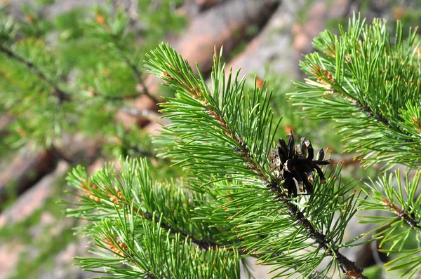 Closeup photo of green needle pine tree. Small pine cones on branches. Blurred pine needles in background