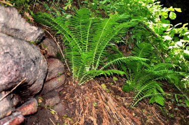 Yoğun bir ormanda ağaçlar ve dereler