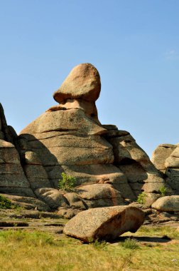 Yoğun bir ormanda ağaçlar ve dereler