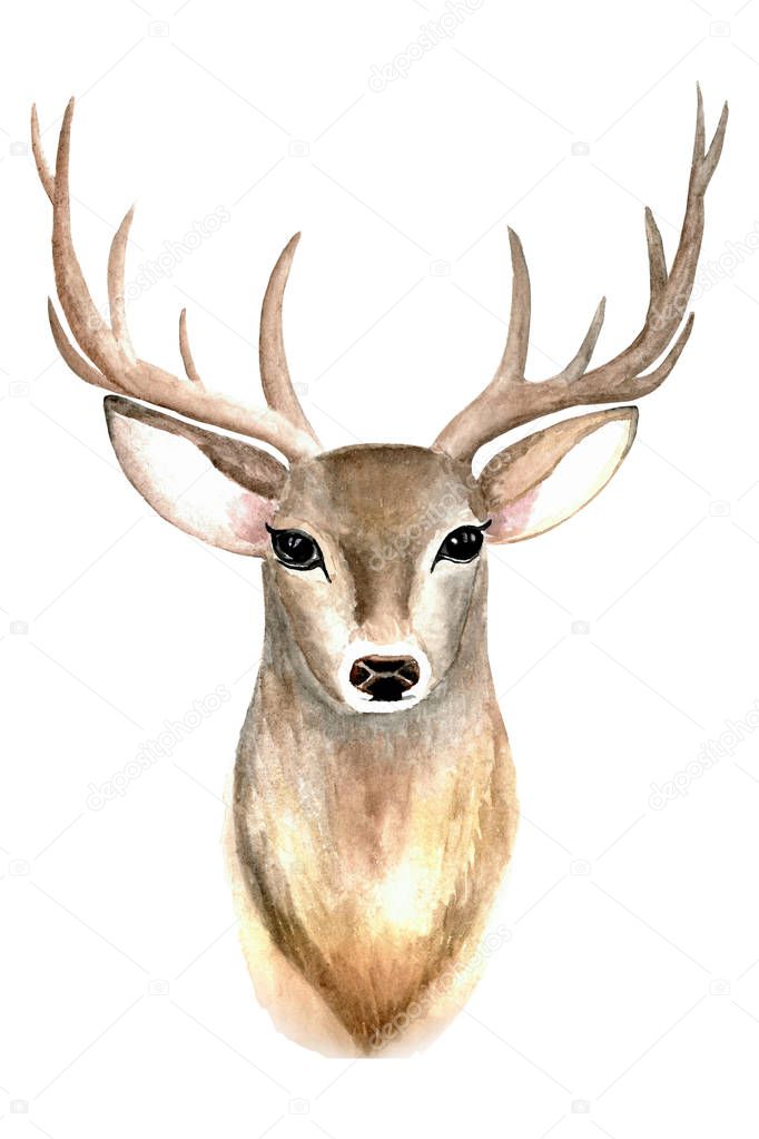  fallow deer isolated on white background.