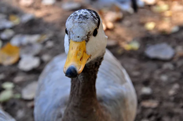 Photos of a goose taken in a forest area by the lake.