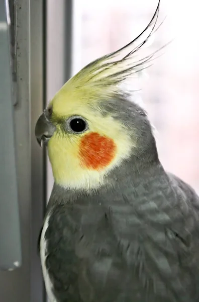 Um retrato de papagaio (coquetel ) — Fotografia de Stock