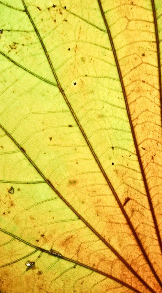 A macro view of leaf surface — Stock Photo, Image