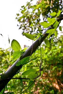 Bir boruyla yetişmek çimen