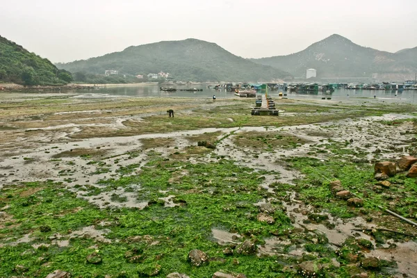 Modder met gras en water — Stockfoto