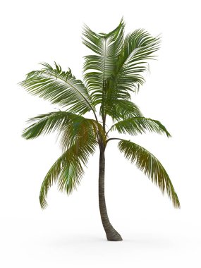 Beyaz arka plan üzerinde izole cocos nucifera. 3D render, illüstrasyon.