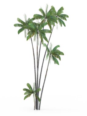 Beyaz arka plan üzerinde izole Oncosperma tigillarium. 3D render, illüstrasyon.