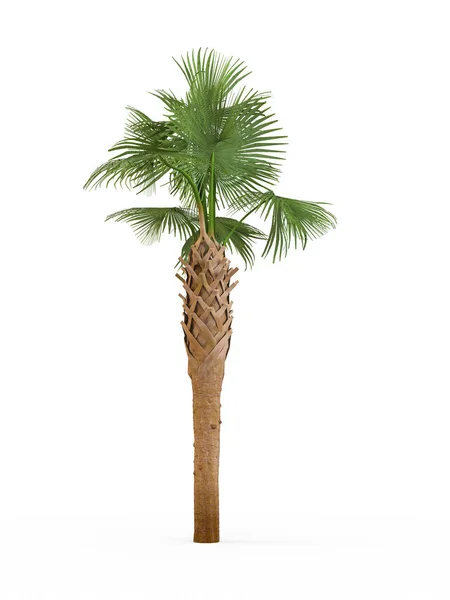 Sabal palmetto isoliert auf weißem Hintergrund. 3D-Darstellung, Illustration. — Stockfoto