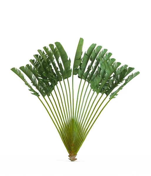 Ravenala madagascariensis isolerad på vit bakgrund. 3D-rendering, Illustration. — Stockfoto