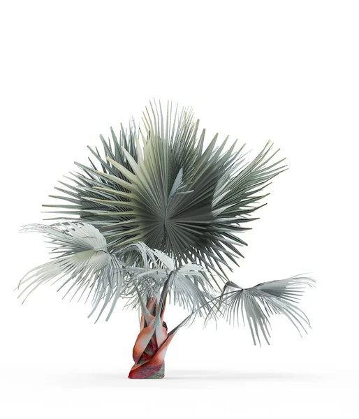 Bismarckia nobilis isolata su fondo bianco. Rendering 3D, Illustrazione . — Foto Stock