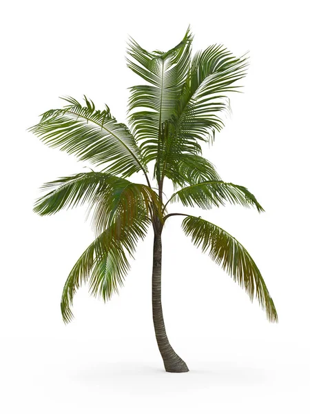 Cocos nucifera aislada sobre fondo blanco. Representación 3D, Ilustración . — Foto de Stock