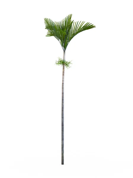 Veitchia joannis isoliert auf weißem Hintergrund. 3D-Darstellung, Illustration. — Stockfoto