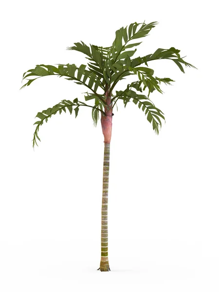 Areca vestiaria isolé sur fond blanc. rendu 3D, illustration . — Photo